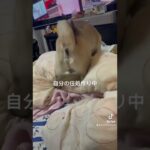 お前のものは俺のもの　#パグ#犬#ペット#癒し#dog#pug