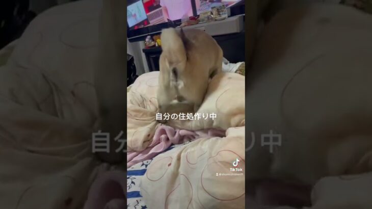 お前のものは俺のもの　#パグ#犬#ペット#癒し#dog#pug