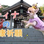 【癒し犬】これできっと大丈夫だ！！in神祇大社！！【ティナ】