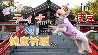 【癒し犬】これできっと大丈夫だ！！in神祇大社！！【ティナ】