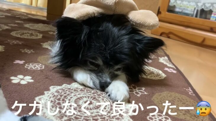 【pino日記】15歳、おばあちゃん犬のモーニングルーティン冬1。ハプニング有り、ベットルーム公開