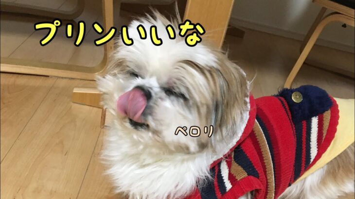 シーズー犬、プリンを作るご主人に密着。か、かわいい♡今度は君のもつくるね！#シーズー犬  #かわいい  #shihtzu