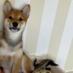 【豆柴子犬】姿勢良すぎる豆柴❣️カメラ目線がカワイイ🥰　#shorts