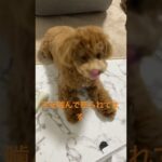 #shorts #トイプードル #ビションフリーゼ #ミックス犬 #犬 #癒し #かわいい #べべ #動物 #2022 #tiktok #dog #subscribe #music