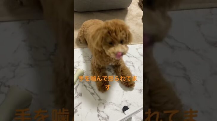 #shorts #トイプードル #ビションフリーゼ #ミックス犬 #犬 #癒し #かわいい #べべ #動物 #2022 #tiktok #dog #subscribe #music