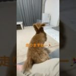 #shorts #トイプードル #ビションフリーゼ #ミックス犬 #犬 #癒し #かわいい #動物 #べべ#2022#tiktok #subscribe #dog #music