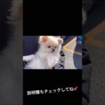 【子犬】かわいいポメラニアンの行動。 #shorts #ポメラニアン #pomeranian