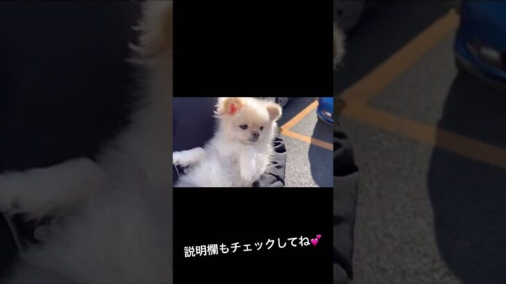 【子犬】かわいいポメラニアンの行動。 #shorts #ポメラニアン #pomeranian