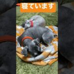 【ハプニング】ミニチュアシュナウザーの昼寝　＃ショート　#ねむねむ　＃室内犬