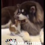 【仲良しな犬と猫】可愛い犬猫の癒し動画がこちら！