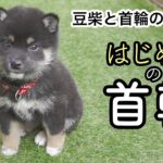 【豆柴の子犬】初めての首輪。かわいいの用意したんですが。。