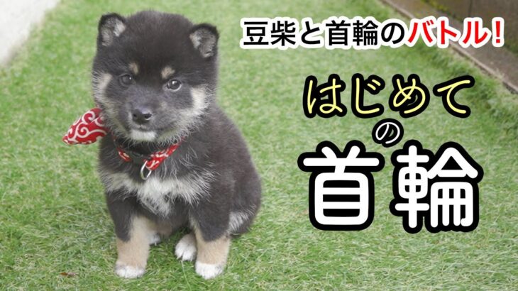 【豆柴の子犬】初めての首輪。かわいいの用意したんですが。。