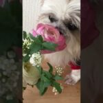 シーズー犬が、かわいいお花をひたすらクンクンするだけの動画#シーズー  #シーズーのしんたろ  #かわいい