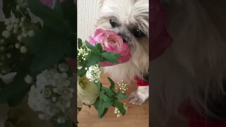 シーズー犬が、かわいいお花をひたすらクンクンするだけの動画#シーズー  #シーズーのしんたろ  #かわいい