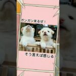 かわいい子犬たちのヒソヒソ話