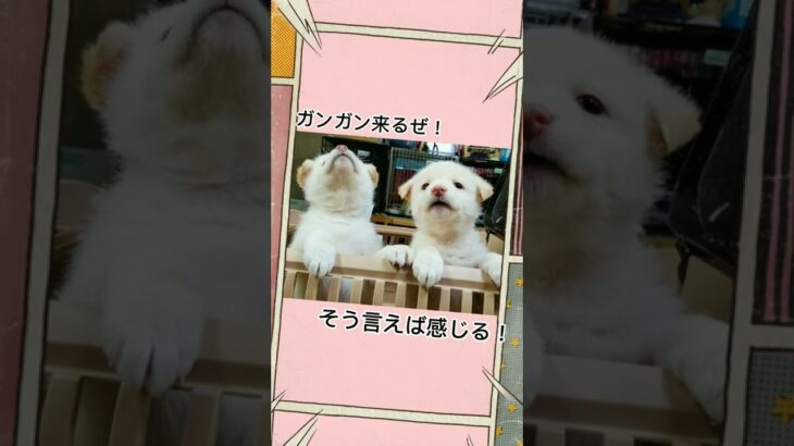 かわいい子犬たちのヒソヒソ話