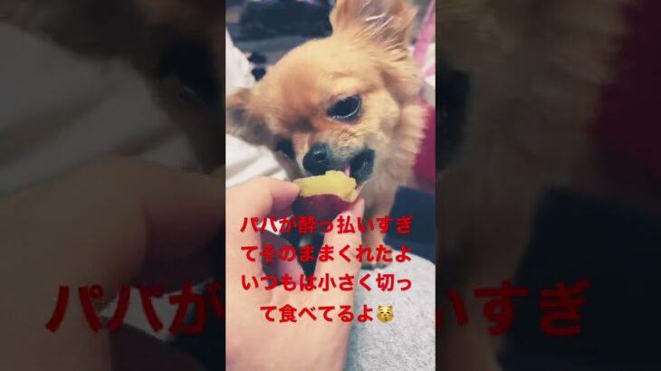 芋を食いまくるチワワ犬です。#チワワのいる暮らし #かわいい #癒し