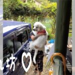 【かわいい】車から降りれずパパに甘えっきりの超大型犬の子犬｜グレートピレニーズ