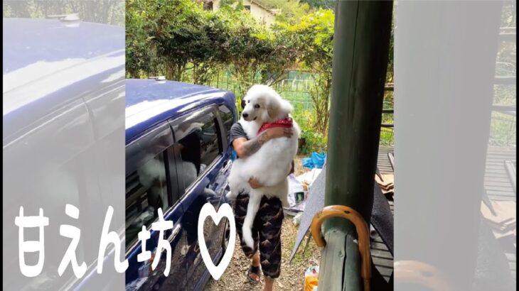 【かわいい】車から降りれずパパに甘えっきりの超大型犬の子犬｜グレートピレニーズ