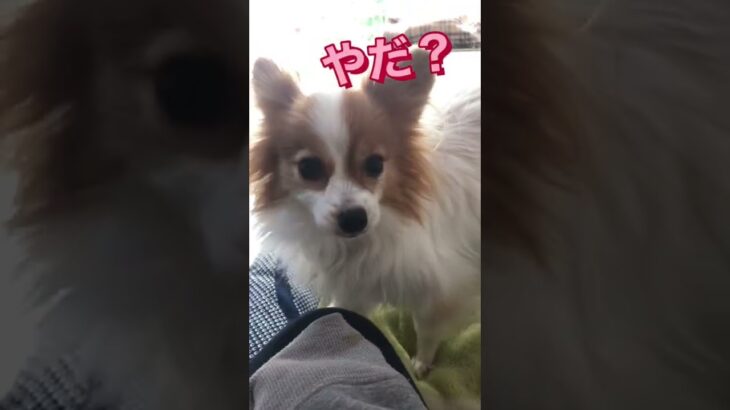 小型犬サイズのパピヨンわんこの今日はこんなん。わんこ大好き。毎日可愛いぞ。パピヨン犬/わんこ/小型犬/癒し/トイプードル/チワワ/トイプー