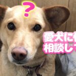 【かわいい】愛犬に悩みを相談してみた【犬動画】