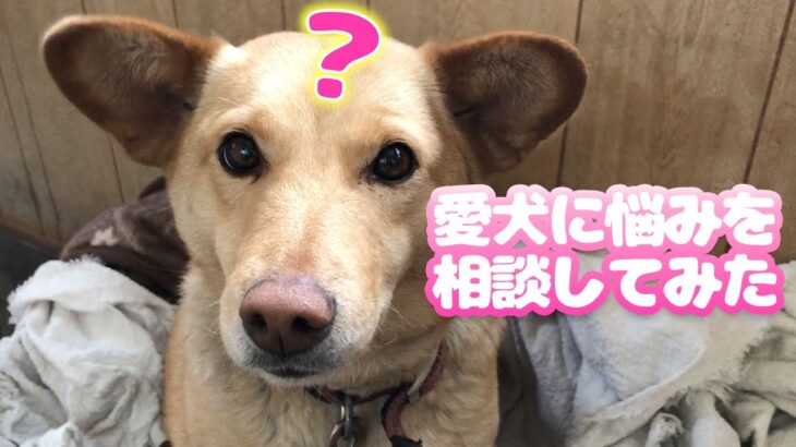 【かわいい】愛犬に悩みを相談してみた【犬動画】