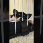 【子犬チワワのニコ】眠くて眠くて眠い顔かわいい