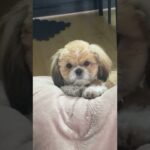 眠気がきても頑張って起きようとするかわいい子犬