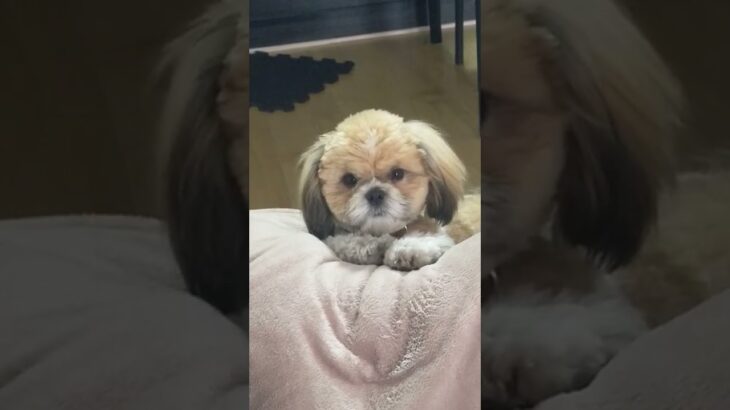 眠気がきても頑張って起きようとするかわいい子犬