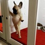 「絶対笑う」最高におもしろ犬,猫,動物のハプニング, 失敗画像集 #1