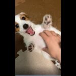 ただただかわいいだけの子犬動画・その1