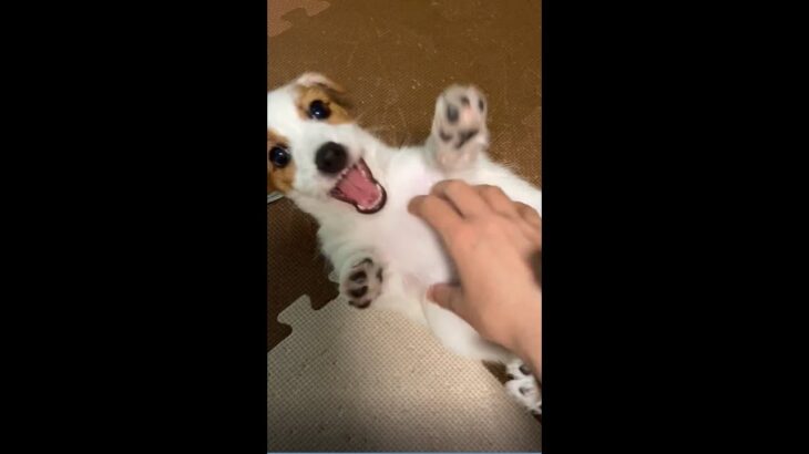 ただただかわいいだけの子犬動画・その1