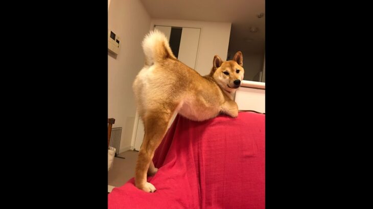 【爆笑】面白動画　超かわいい 暇な人必見　動画集　犬＃19