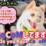 🐶 CoCoMしてますか？•ポメのCoCoちゃん。【ポメラニアン】小型犬・癒し犬動画、Do_you_have_CoCoM?•Pome’s CoCo.[Pomeranian] Small dog.