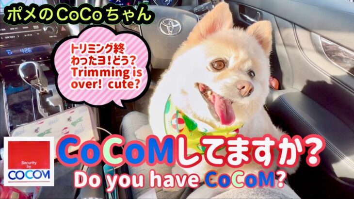 🐶 CoCoMしてますか？•ポメのCoCoちゃん。【ポメラニアン】小型犬・癒し犬動画、Do_you_have_CoCoM?•Pome’s CoCo.[Pomeranian] Small dog.