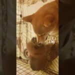 Милые щенки сиба-ину. かわいい柴犬の子犬。Cute shiba inu puppies.प्यारा शीबा इनु पिल्ले।