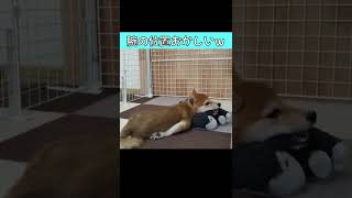 【豆柴】見たことない自堕落な体勢で遊ぶ子犬がかわいい #Shorts