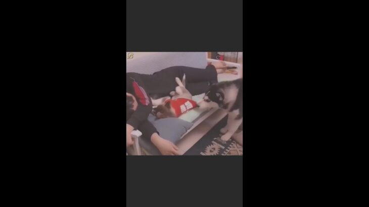 【かわいい】犬猫ペットのおもしろ動画 #Shorts