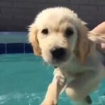 水とたわむれる子犬は世界一かわいい（The puppy that plays with water is the cutest in the world）