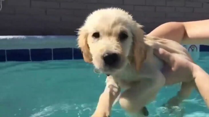 水とたわむれる子犬は世界一かわいい（The puppy that plays with water is the cutest in the world）