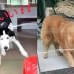 【Tik Tok】かわいい動物激選集！！#9 /猫/子猫/犬/子犬/ペット/おかしい/ tiktok / tiktokライブ配信