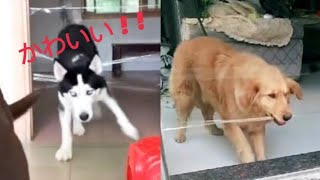 【Tik Tok】かわいい動物激選集！！#9 /猫/子猫/犬/子犬/ペット/おかしい/ tiktok / tiktokライブ配信