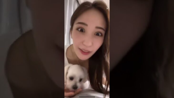 【TikTok】犬かわいいなあ偉い #shorts