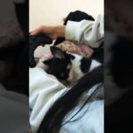 【子犬チワワのニコ】初めてケージ外で寝たニコ（次女の膝の上）かわいいすき#ちわわ #チワワ #chihuahua #puppy #子犬 #ワンラブ #生後2ヶ月 #ニコ #niko #寝顔