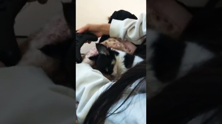 【子犬チワワのニコ】初めてケージ外で寝たニコ（次女の膝の上）かわいいすき#ちわわ #チワワ #chihuahua #puppy #子犬 #ワンラブ #生後2ヶ月 #ニコ #niko #寝顔