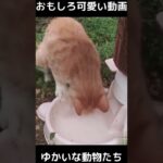 おもしろ可愛い猫と犬　ゆかいな動物たち　funny & cute cats , dogs and animals　#shorts