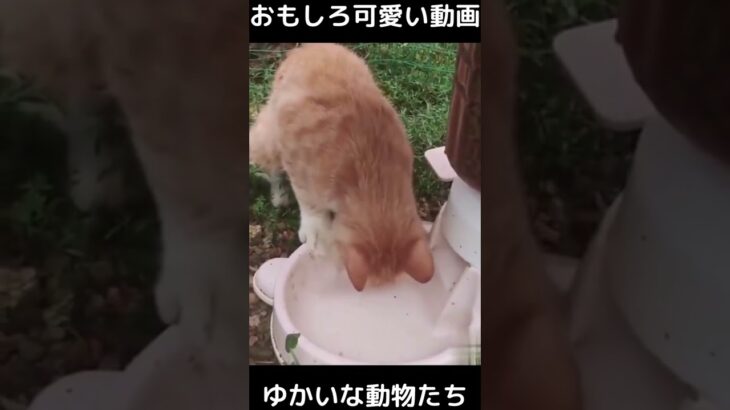 おもしろ可愛い猫と犬　ゆかいな動物たち　funny & cute cats , dogs and animals　#shorts