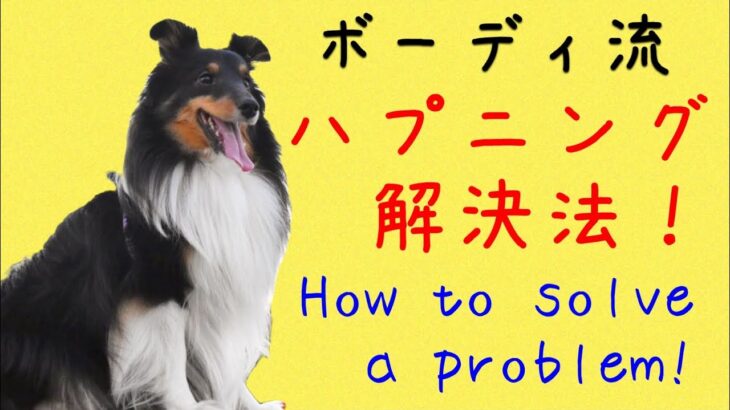 sheltie/シェルティ犬ボーディ流-ハプニング解決法！そのトラブルどう解決する？！How to solve a problem!