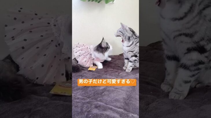 犬用のお洋服を試着したらあまりにもかわいすぎた猫ちゃん【柚丸】♡#猫 #かわいい #ノルウェージャンフォレストキャット #ペット服 #shorts