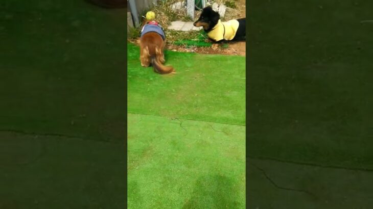 ハプニング発生💦ワンバウンドさせたボールが･･･老犬どん太さんの首根っこに😂飼い主も焦って名前を呼び間違えしました🙈